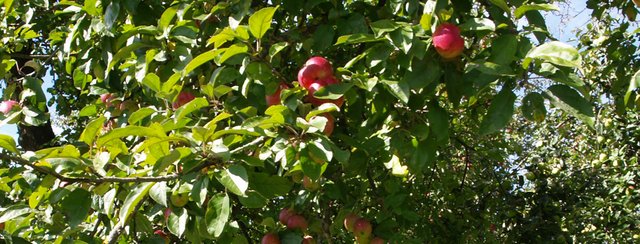 Herbst - Zeit zum Ernten, Bäume pflanzen und Wandern