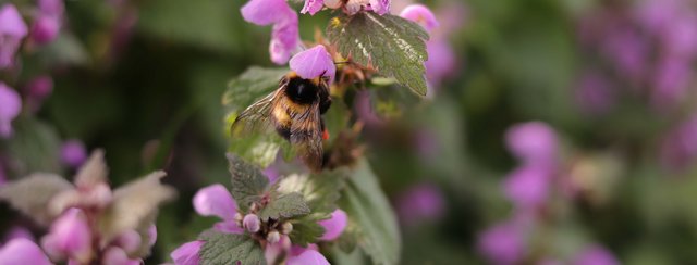 Hochsommer im Naturpark