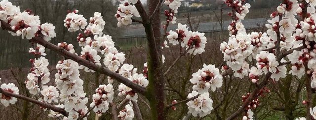 Die Baumblüte beginnt!