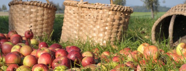Bäume pflanzen, Obst klauben und über die Zukunft nachdenken