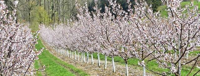 Blütenpracht im Obst-Hügel-Land