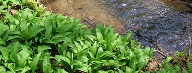 Frühlingserwachen im Obst-Hügel-Land