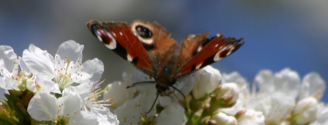 Die Obstbäume blühen!