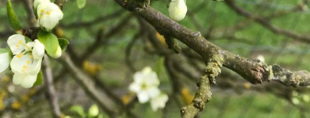 Frühlingserwachen im Naturpark Obst-Hügel-Land