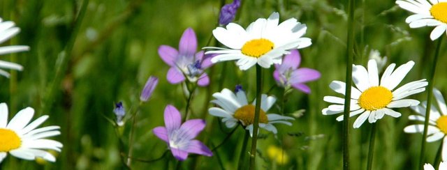 Veranstaltungstipps im Obst-Hügel-Land