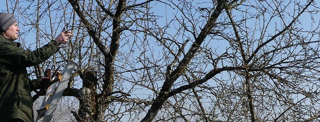 Obstbäume schneiden und erste Kräuter sammeln