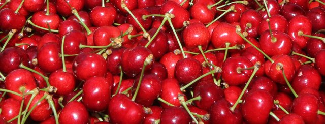 Die Schartner Kirschen sind reif!