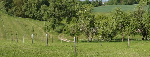Jetzt Obstbäume und Hecken bestellen!