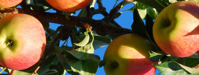 Herbst: Zeit zum Obst klauben und ernten