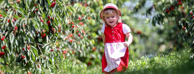Start der Kirschensaison im Naturpark