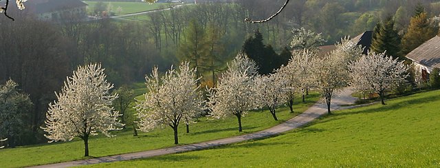 Bald beginnt die Baumblüte im Naturpark