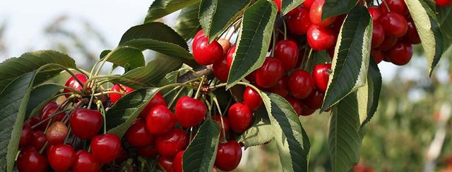 Die Schartner Kirschen haben jetzt Saison!