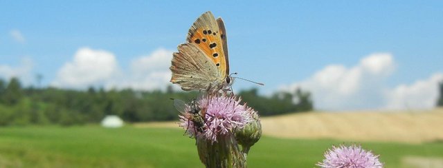 Frühsommer im Naturpark Obst-Hügel-Land
