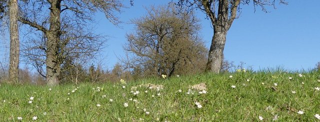Der Frühling schickt seine Boten aus!