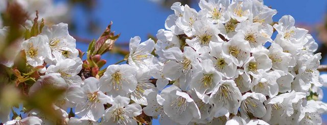 Kirschblütenwanderung 2023 witterungsbedingt abgesagt!