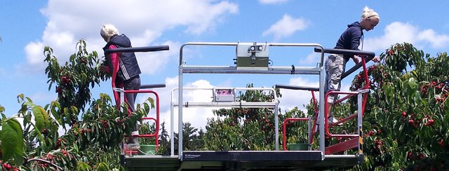 Die Kirschenernte beginnt!