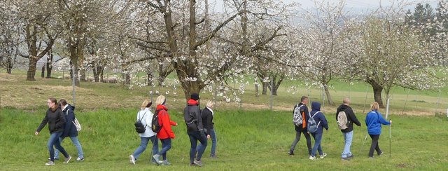 Kirschblütenwanderung 2024 - am Sonntag 21. 4. ist es soweit!