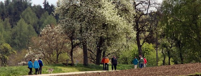 Kirschblütenwanderung am So. 23. April 2017
