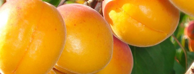 Schartner Kirschen und Marillen