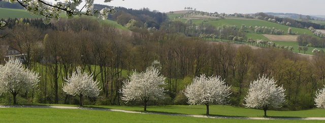 Bald beginnen die Bäume im Naturpark zu blühen!