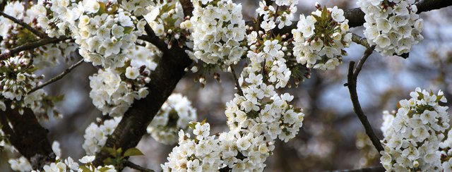 Bald beginnt die Kirschblüte!
