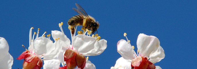 Im Frühling kommen die Bienen! Hoffentlich.