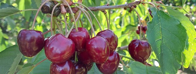 Bald beginnt die Kirschenzeit in Scharten!